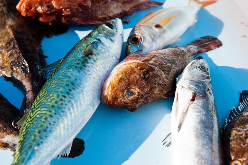 Viaje a través de la región más fragante de Francia