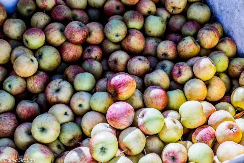 Viena: programa obligatorio Viena: programa obligatorio