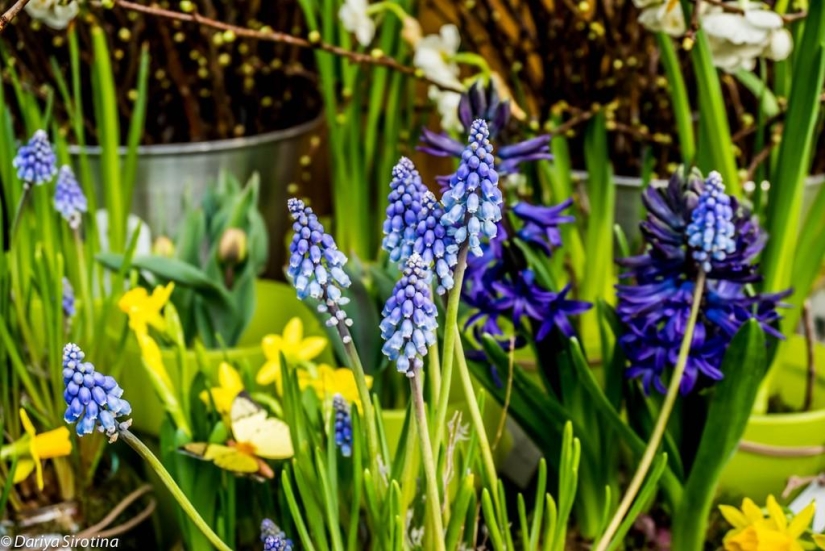 Viena: programa obligatorio Viena: programa obligatorio