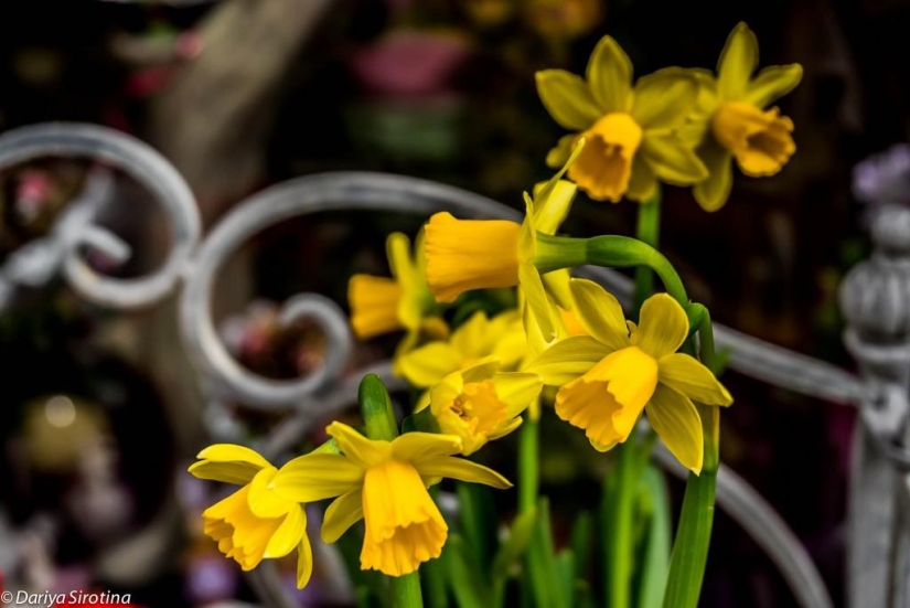 Viena: programa obligatorio Viena: programa obligatorio