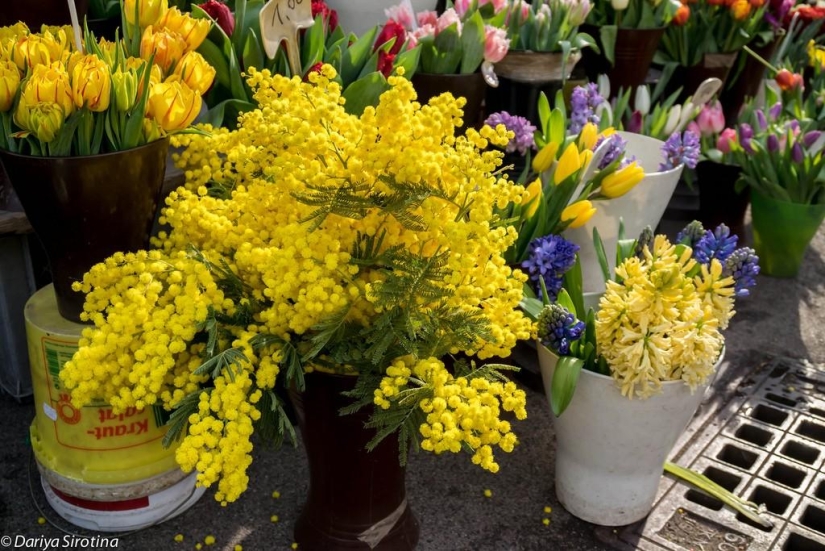 Viena: programa obligatorio Viena: programa obligatorio