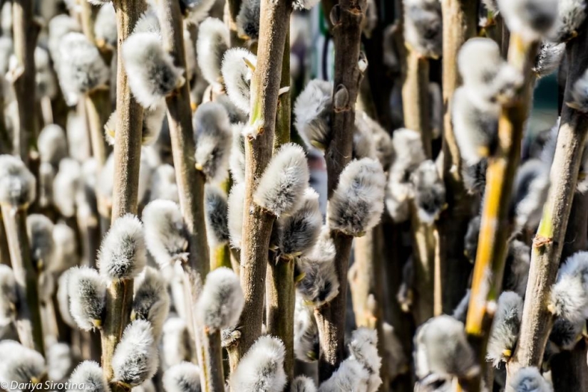 Vienna: Mandatory Program Vienna: Mandatory Program