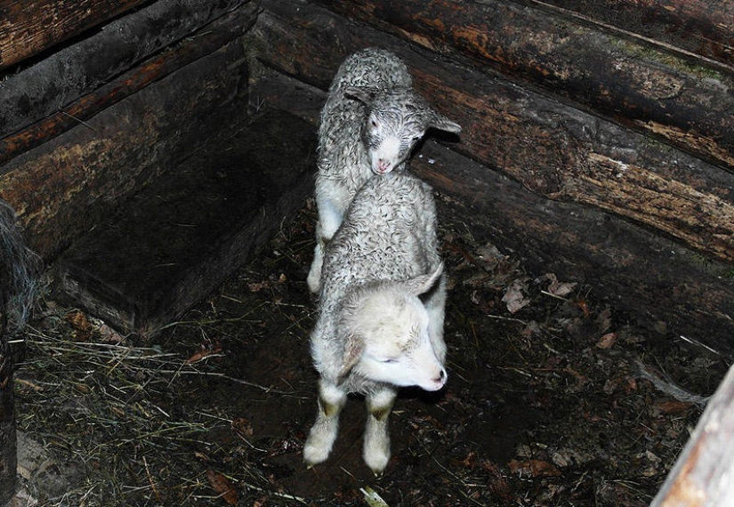 Visiting the Hutsuls: the estate of Ukrainian mountaineers