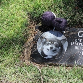 Vivirás para siempre en nuestros corazones: fotos del cementerio de mascotas de Los Ángeles