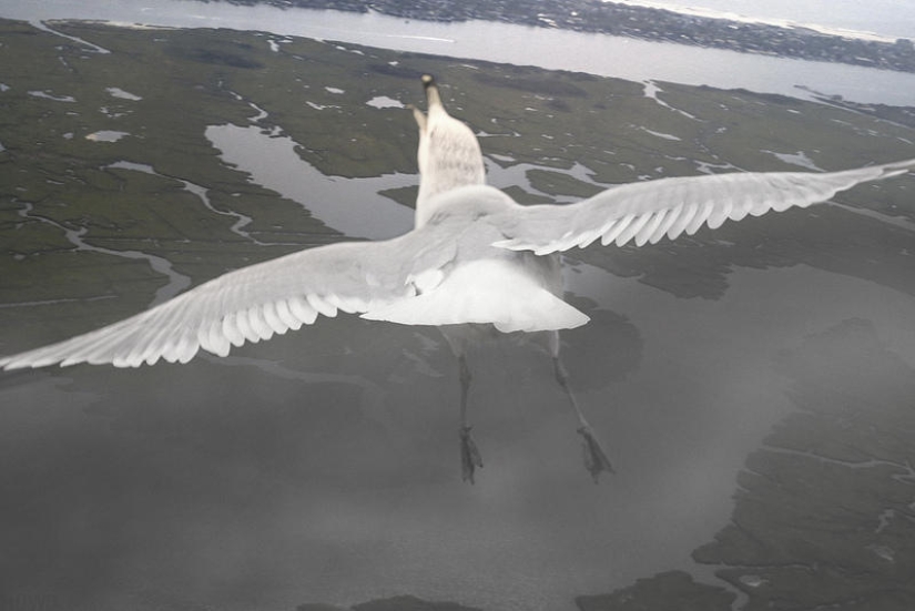 Volando sobre el suelo como un pájaro Volando sobre el suelo como un pájaro