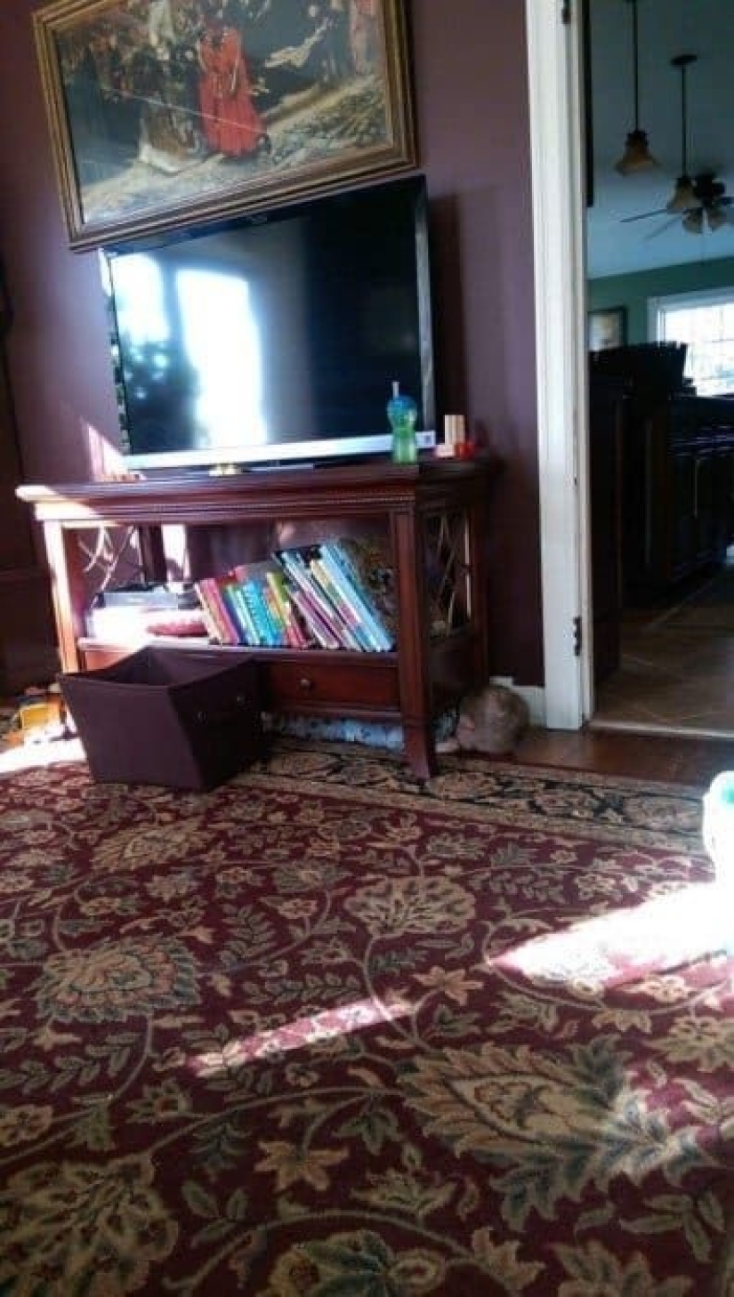 Voy a buscar: 13 adorables niños pequeños jugando al escondite