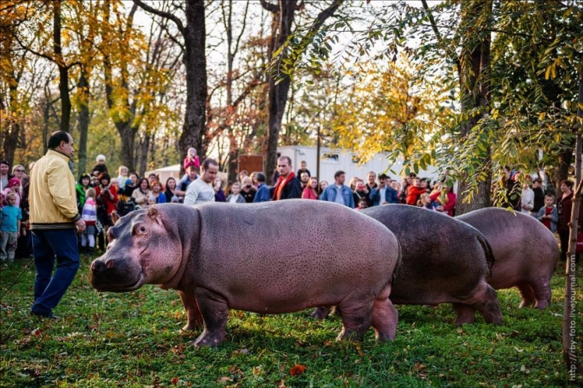 Walking with hippos Walking with hippos