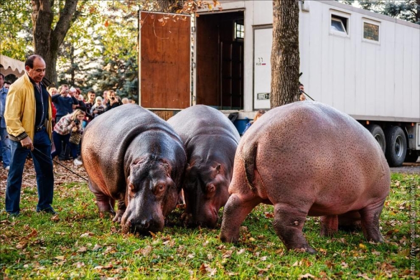 Walking with hippos Walking with hippos