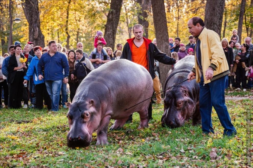 Walking with hippos Walking with hippos