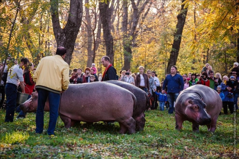 Walking with hippos Walking with hippos