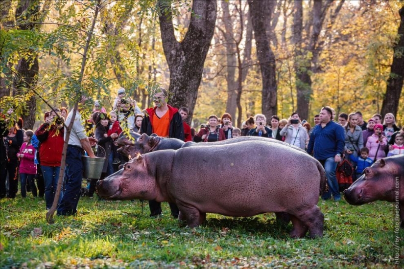 Walking with hippos Walking with hippos