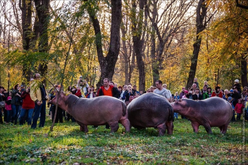 Walking with hippos Walking with hippos