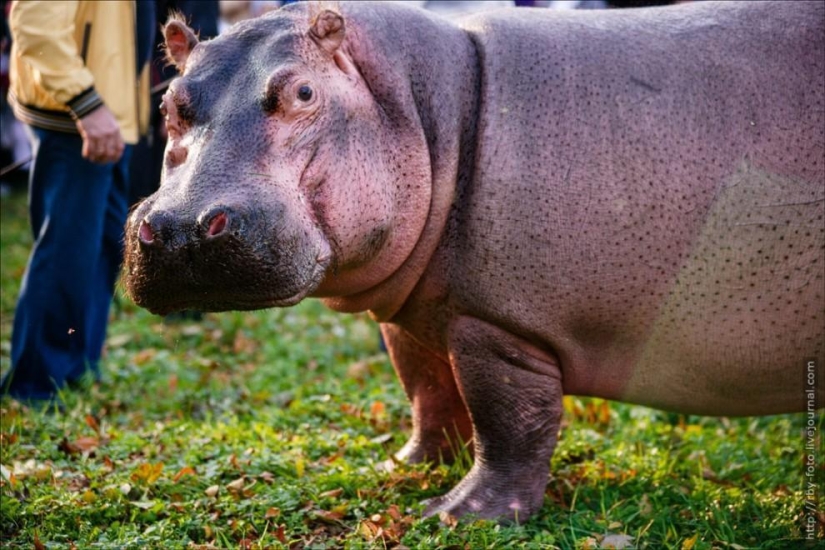 Walking with hippos Walking with hippos