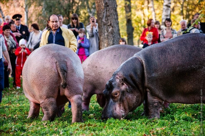 Walking with hippos Walking with hippos