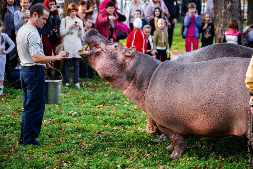 Walking with hippos Walking with hippos