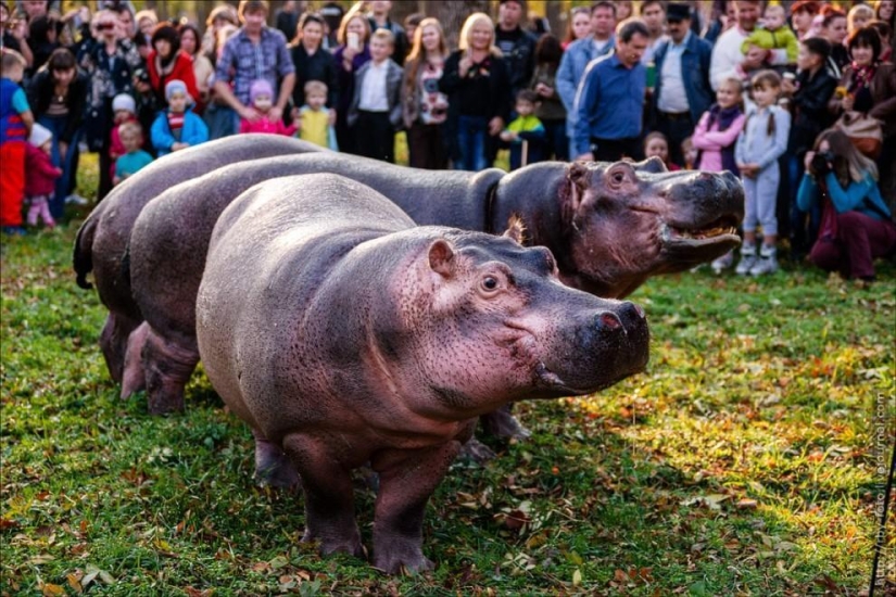Walking with hippos Walking with hippos
