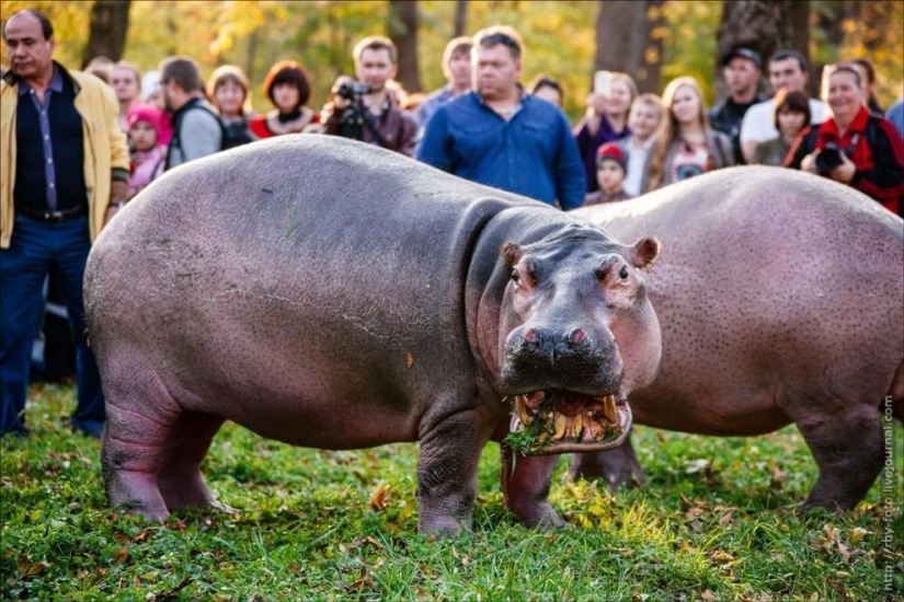 Walking with hippos Walking with hippos