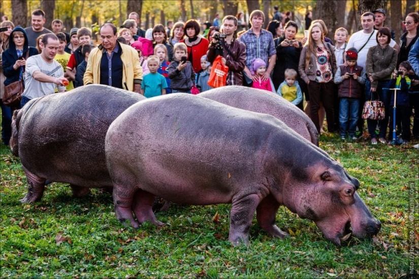 Walking with hippos Walking with hippos