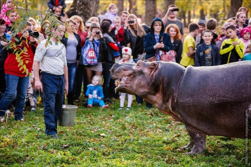 Walking with hippos Walking with hippos