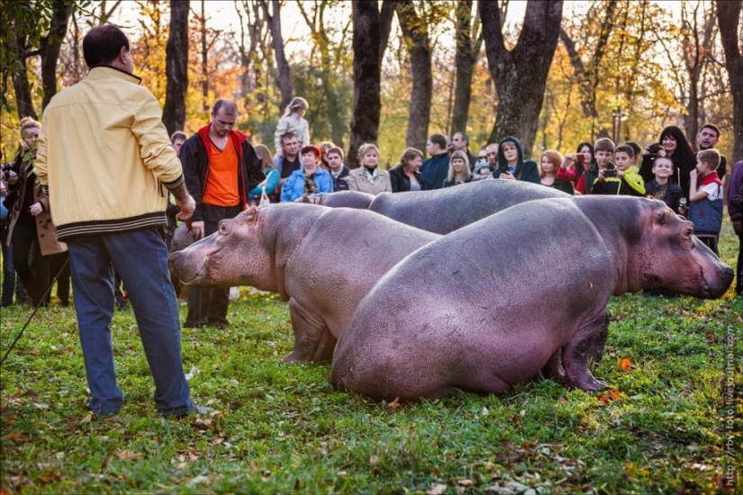 Walking with hippos Walking with hippos