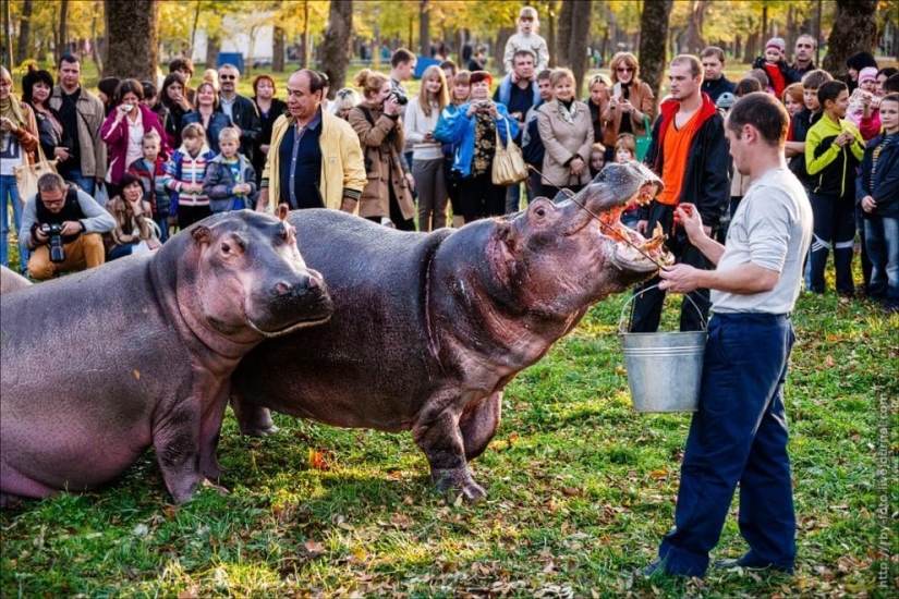 Walking with hippos Walking with hippos