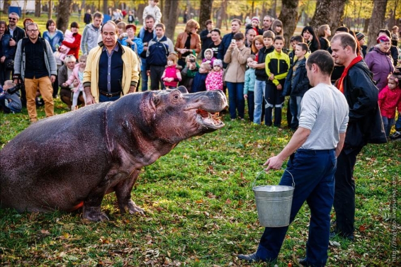 Walking with hippos Walking with hippos