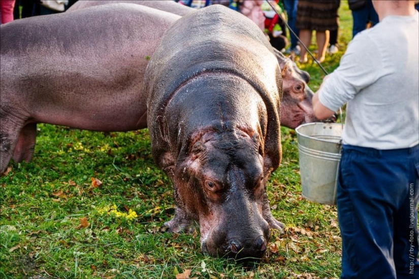 Walking with hippos Walking with hippos