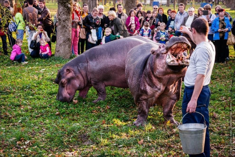 Walking with hippos Walking with hippos
