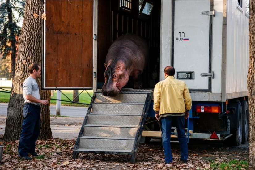 Walking with hippos Walking with hippos
