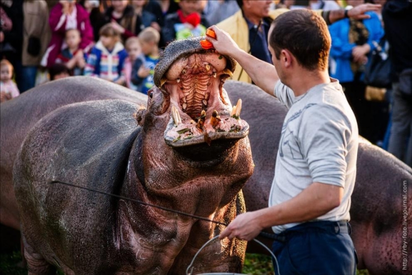 Walking with hippos Walking with hippos