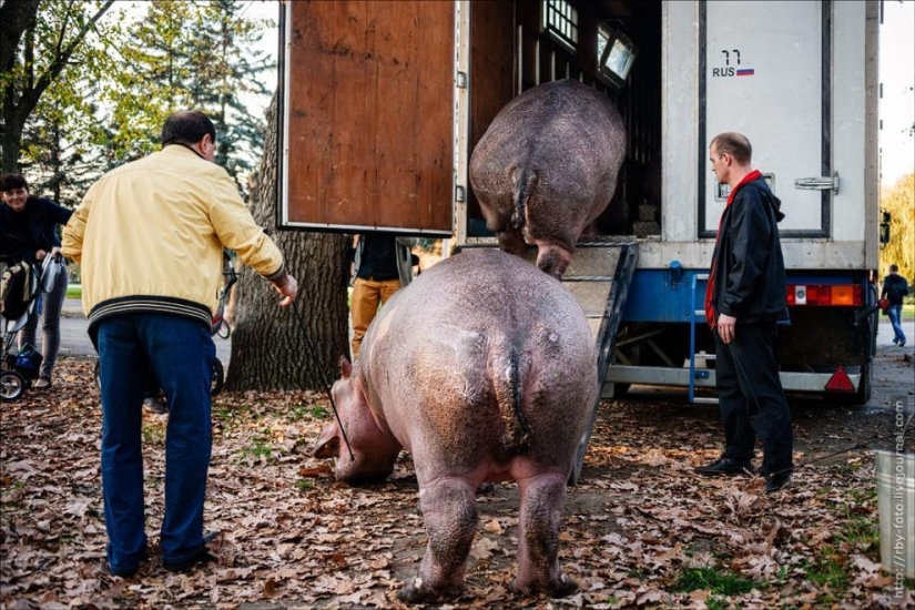 Walking with hippos Walking with hippos
