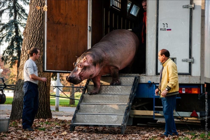 Walking with hippos Walking with hippos