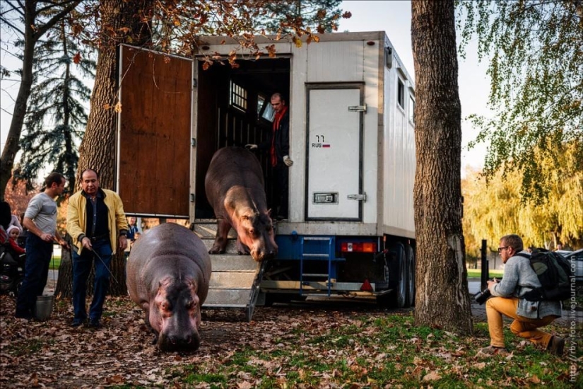 Walking with hippos Walking with hippos