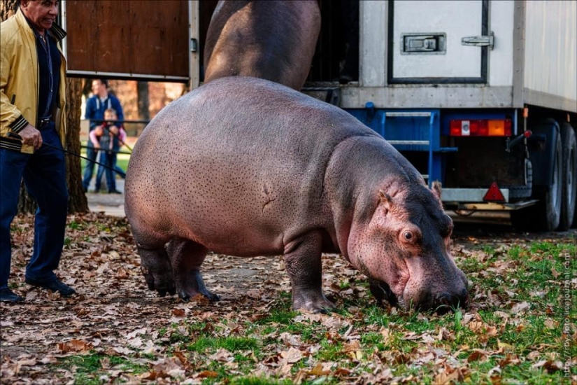 Walking with hippos Walking with hippos