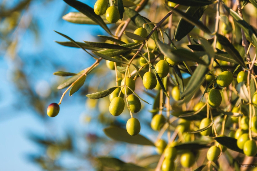 Warm autumn in Tuscany