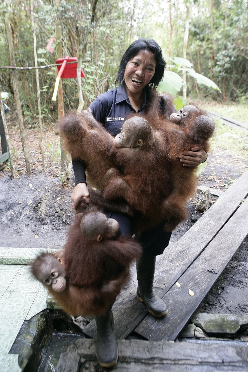 Water-water, wash my face: bathing a baby orangutan