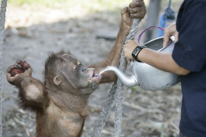 Water-water, wash my face: bathing a baby orangutan