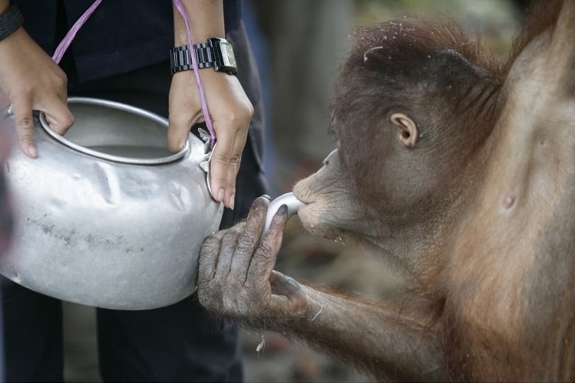 Water-water, wash my face: bathing a baby orangutan