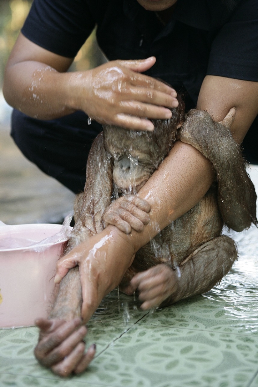 Water-water, wash my face: bathing a baby orangutan