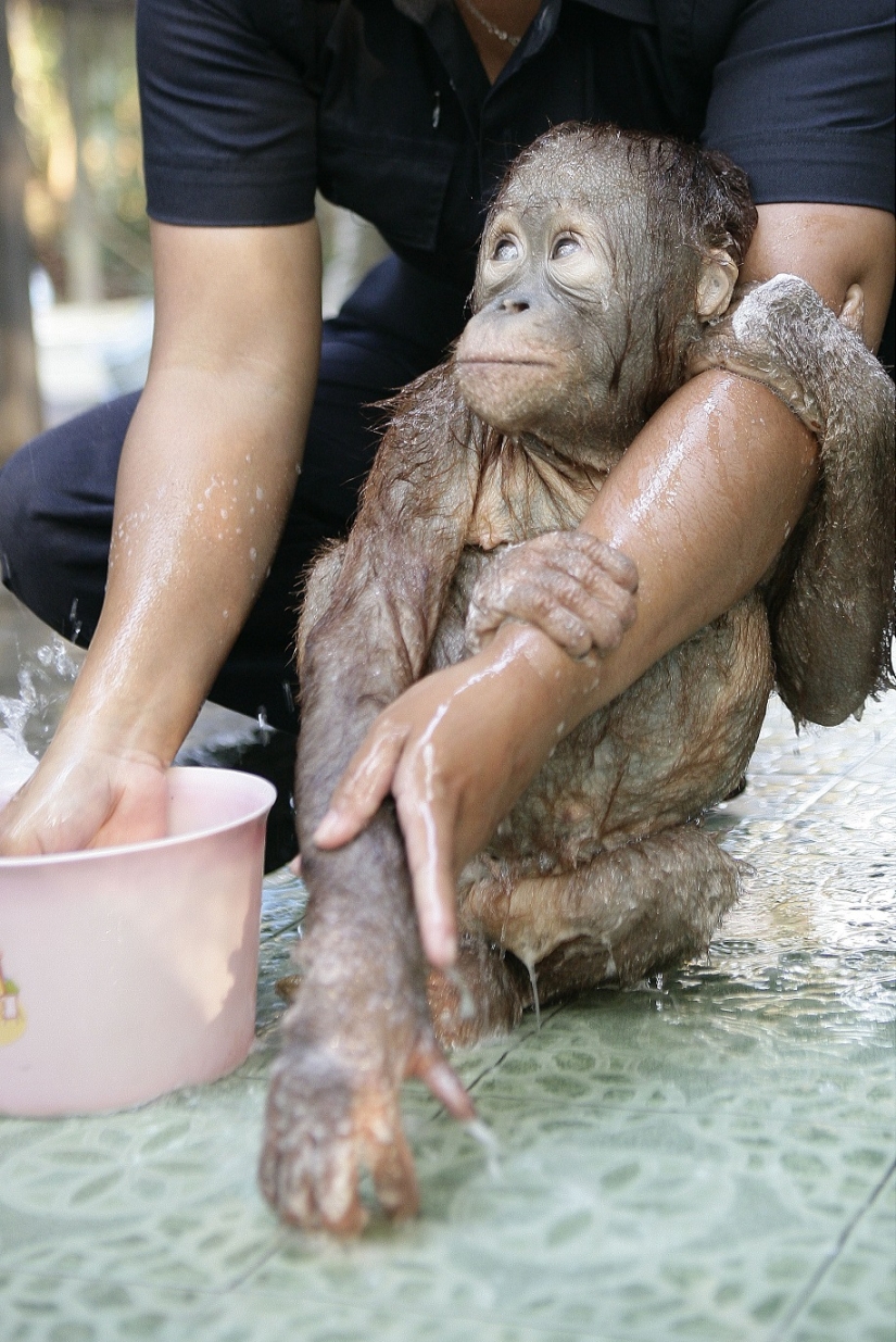 Water-water, wash my face: bathing a baby orangutan