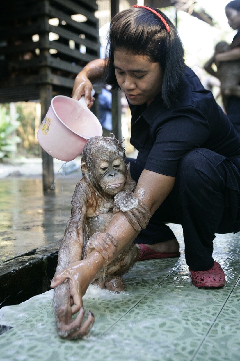 Water-water, wash my face: bathing a baby orangutan