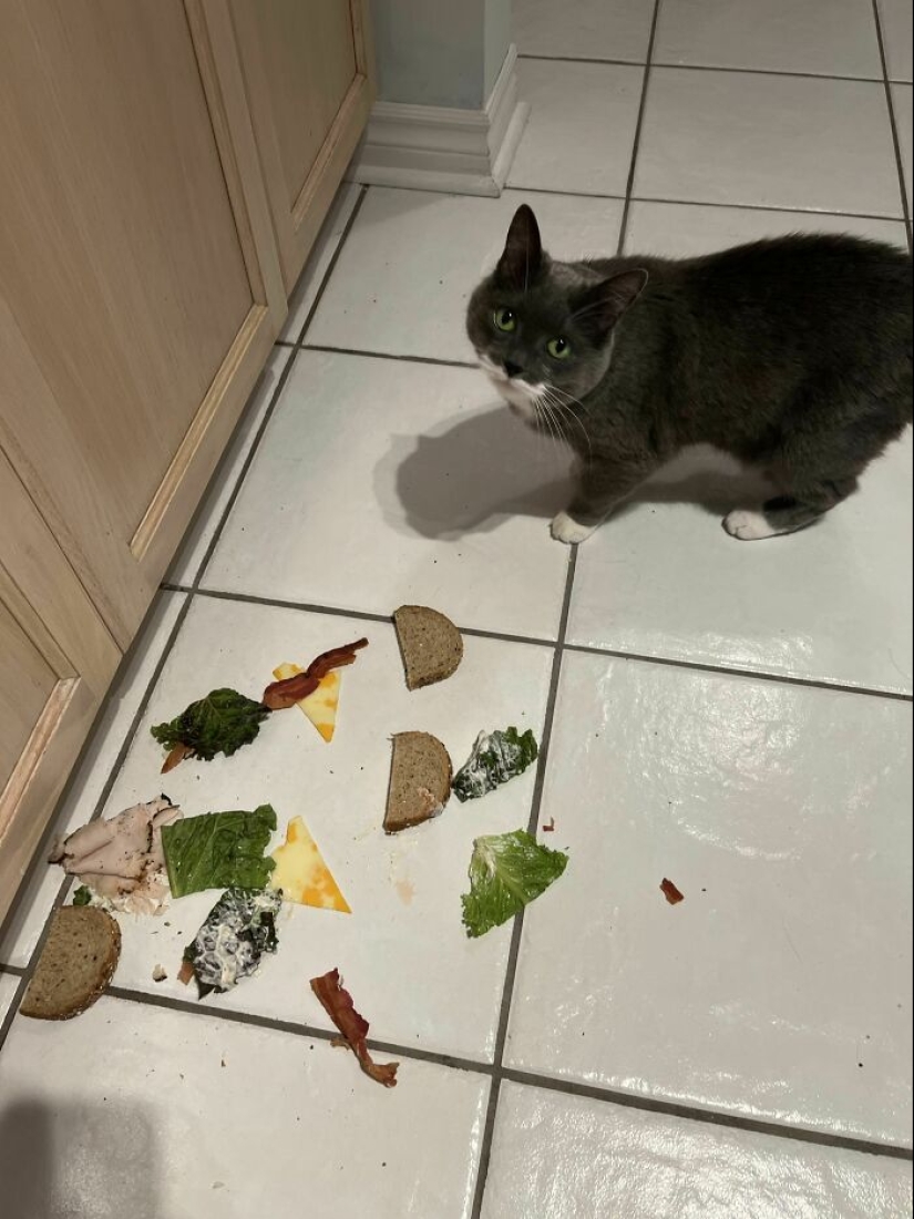 “We Don’t Actually Know What Sandwiches Are”: 15 Pics From The Group Dedicated To Sandwiches