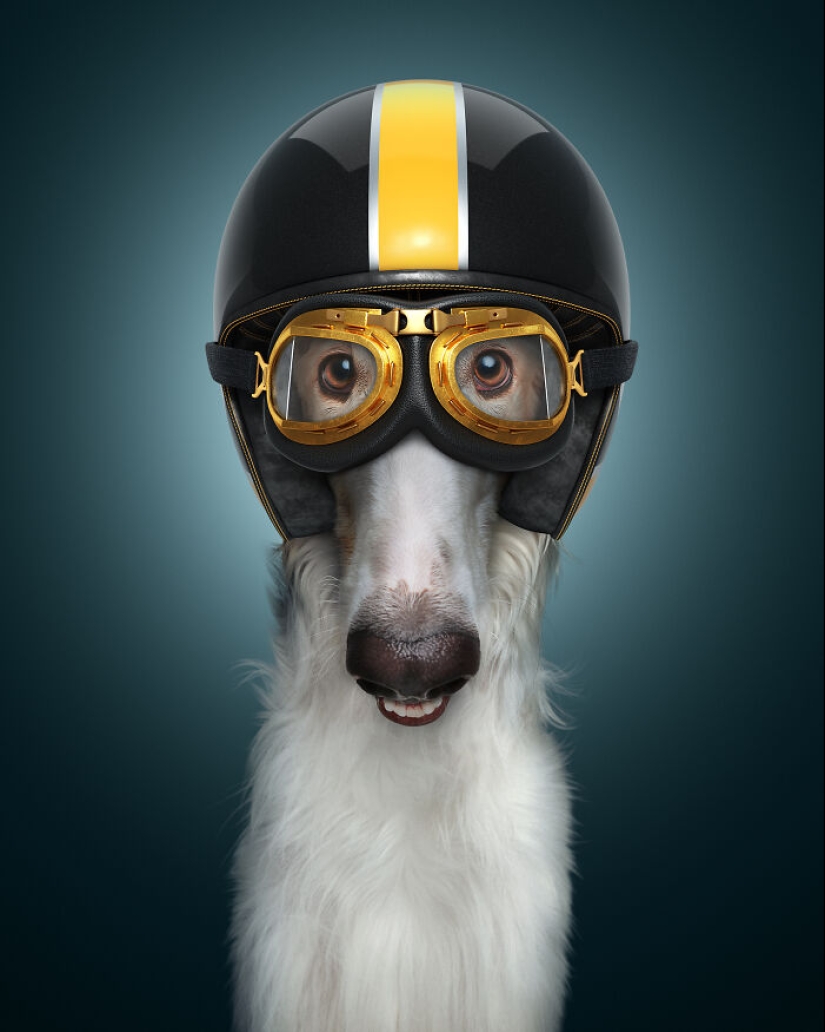 We Portrayed Our Four-Legged Companions As The Fastest Dogs In The World