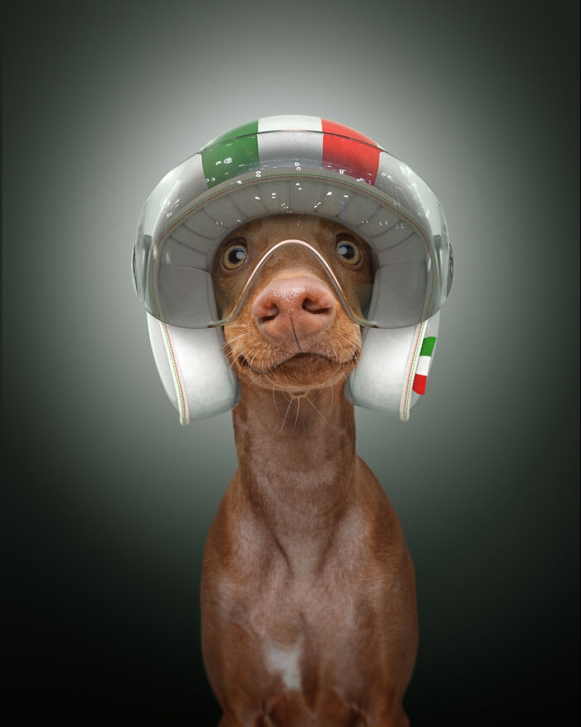 We Portrayed Our Four-Legged Companions As The Fastest Dogs In The World