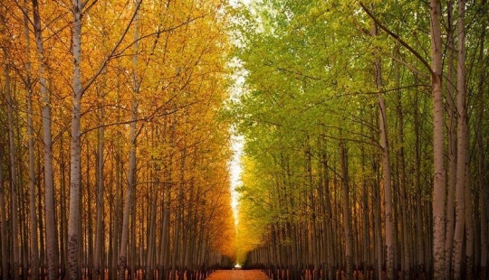 What a picturesque forest farm in Oregon looks like What a picturesque forest farm in Oregon looks like
