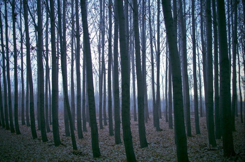 What a picturesque forest farm in Oregon looks like