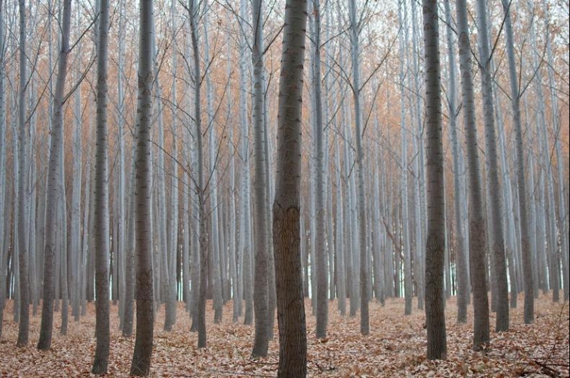 What a picturesque forest farm in Oregon looks like