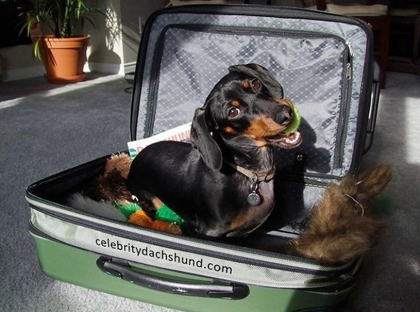 What can a dachshund do for you? What can a dachshund do for you?