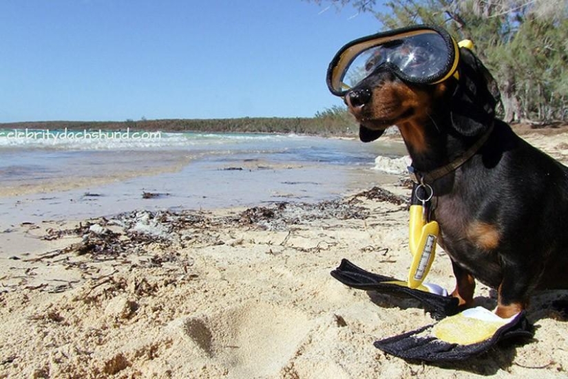 What can a dachshund do for you? What can a dachshund do for you?