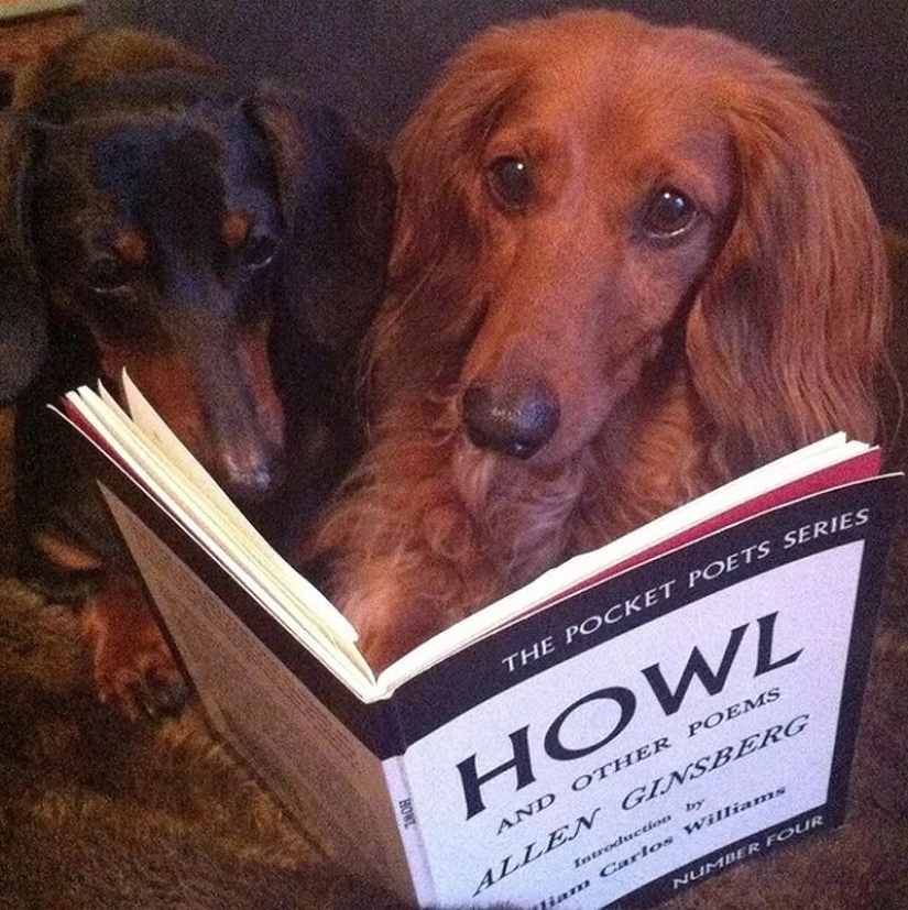 What can a dachshund do for you? What can a dachshund do for you?